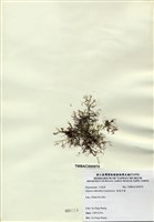 藏品(長枝沙菜)的圖片
